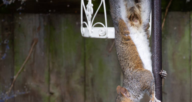 Wildlife Control for Public & Outdoor Spaces