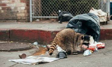 Protecting Commercial Properties from Wildlife Threats