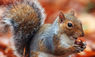 Protecting Commercial Properties from Wildlife Threats