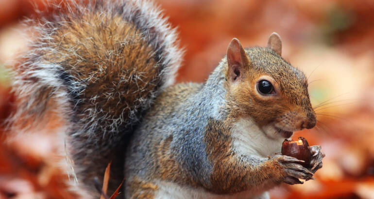 Protecting Commercial Properties from Wildlife Threats