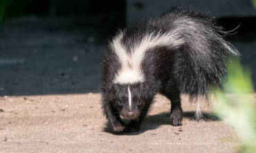 Managing Wildlife on Industrial & Construction Sites