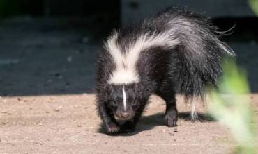 Managing Wildlife on Industrial & Construction Sites