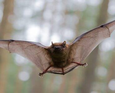Bat Removal