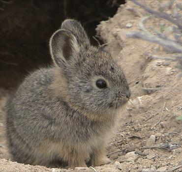 Rabbits Removal