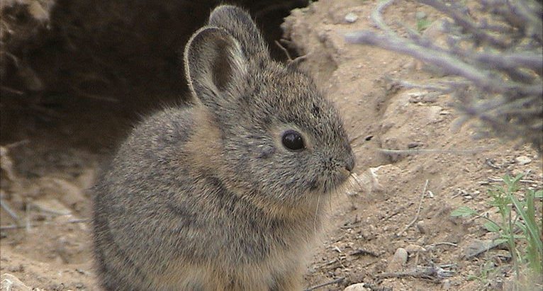 Rabbits Removal