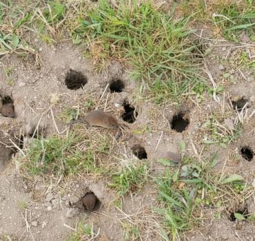 Vole Removal