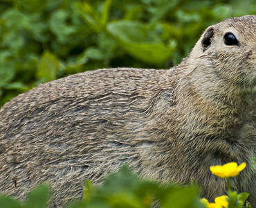 Marmot Removal