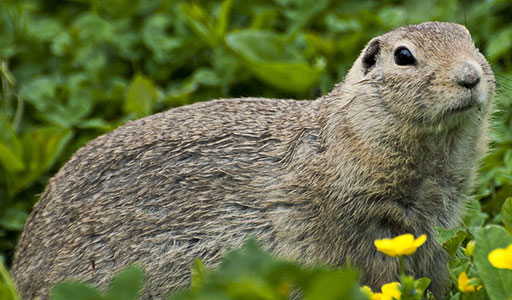 Marmot Removal