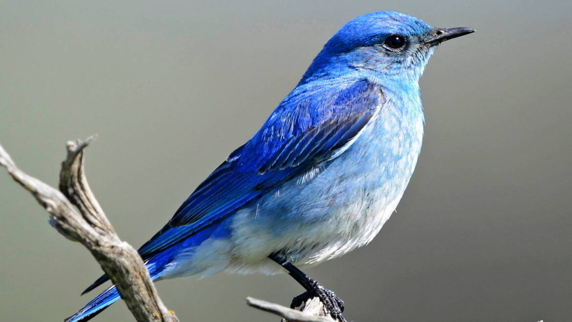 BIRD EXCLUSIONS