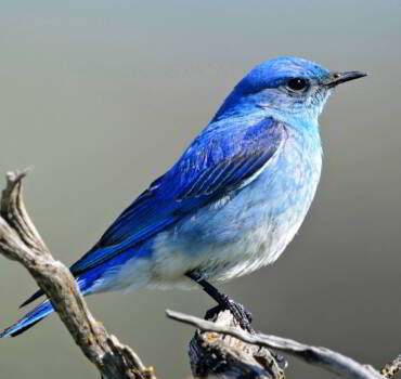 BIRD EXCLUSIONS