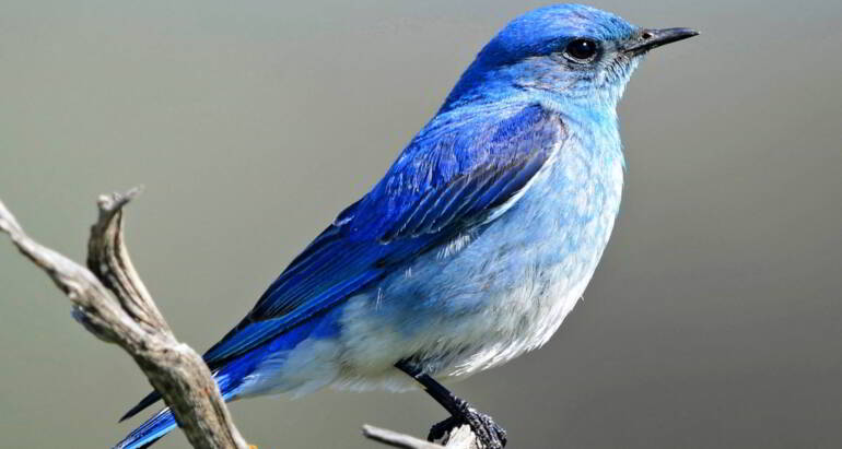 BIRD EXCLUSIONS