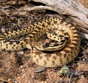 Reptiles Removal