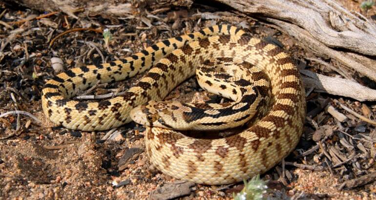Reptiles Removal