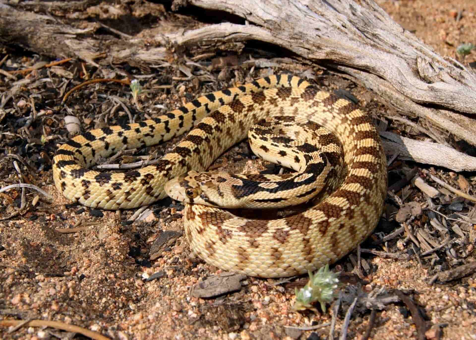 Reptiles Removal