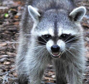Racoons Removal