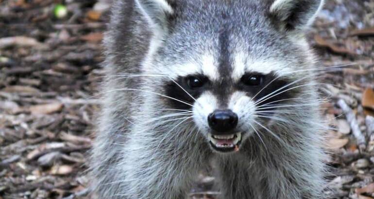 Racoons Removal