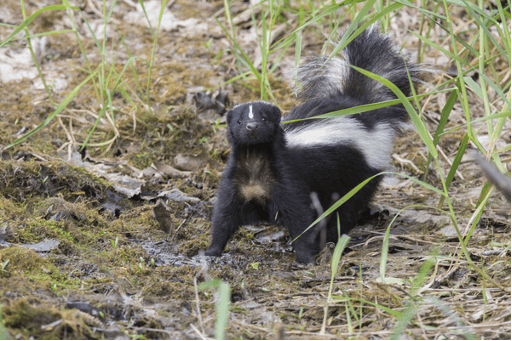 Skunks Removal