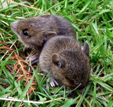 Vole Removal