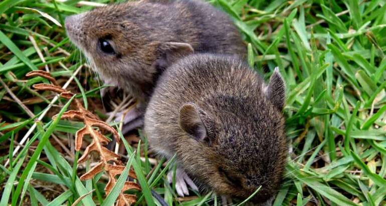 Vole Removal
