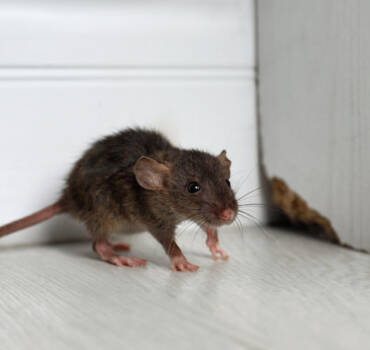 Rodent Removal