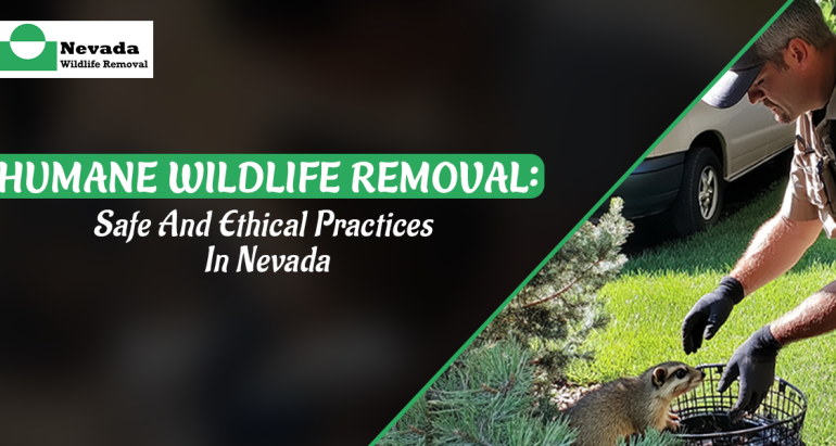 Humane Wildlife Removal: Safe and Ethical Practices in Nevada
