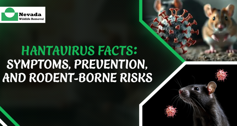 Hantavirus Facts: Symptoms, Prevention, and Rodent-Borne Risks