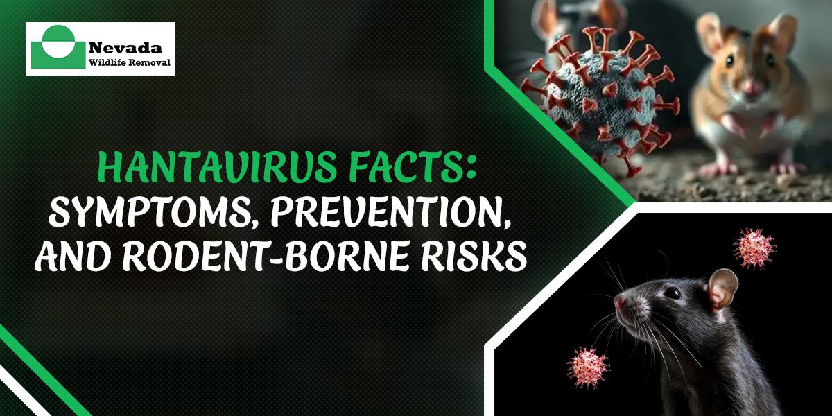 Hantavirus Facts: Symptoms, Prevention, and Rodent-Borne Risks