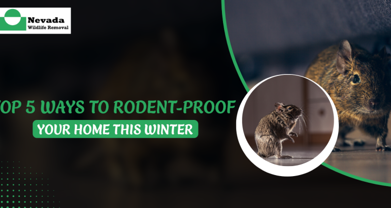 Top 5 Ways to Rodent-Proof Your Home This Winter