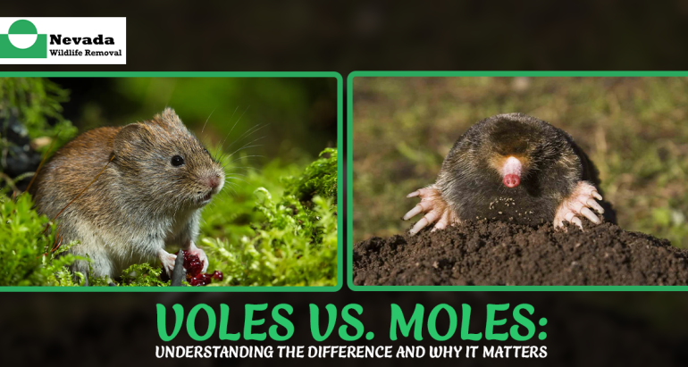 Voles vs. Moles: Understanding the Difference and Why It Matters