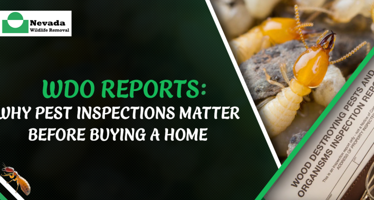 WDO Reports: Why Pest Inspections Matter Before Buying a Home