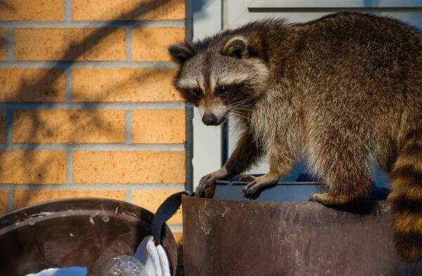 raccoon