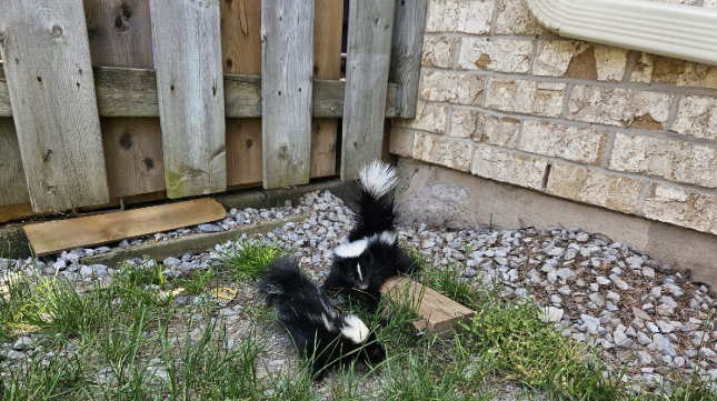 skunks