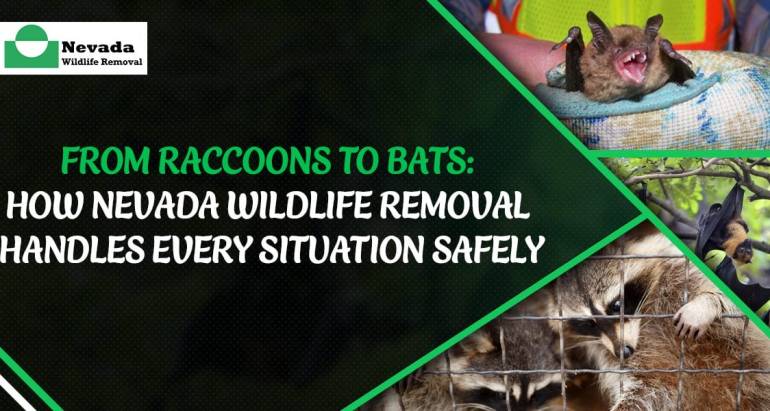 From Raccoons to Bats: How Nevada Wildlife Removal Handles Every Situation Safely