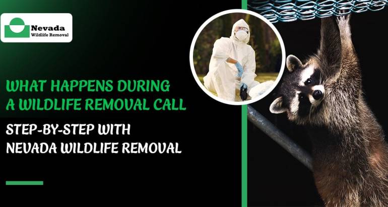 What Happens During a Wildlife Removal Call—Step-by-Step with Nevada Wildlife Removal