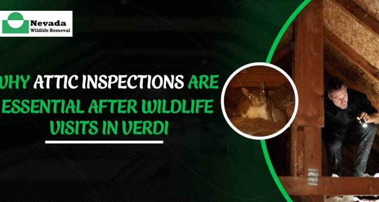 Why Attic Inspections Are Essential After Wildlife Visits in Verdi