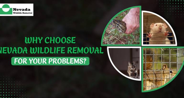 Why Choose Nevada Wildlife Removal for Your Problems?
