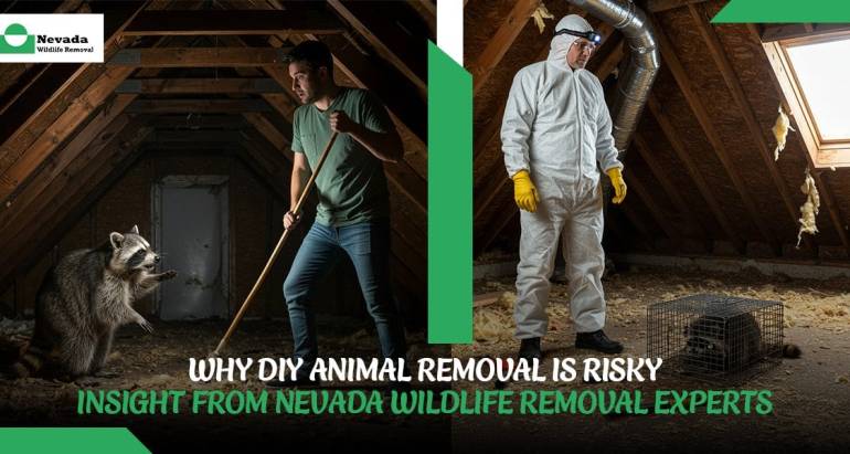 Why DIY Animal Removal Is Risky—Insight from Nevada Wildlife Removal Experts