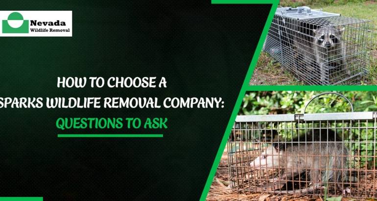 How to Choose a Sparks Wildlife Removal Company: Questions to Ask