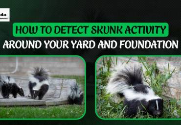 How to Detect Skunk Activity Around Your Yard and Foundation