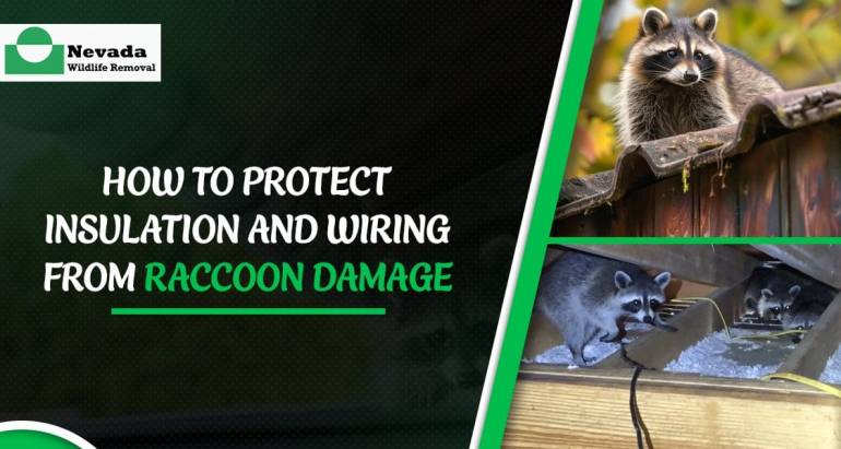 How to Protect Insulation and Wiring From Raccoon Damage