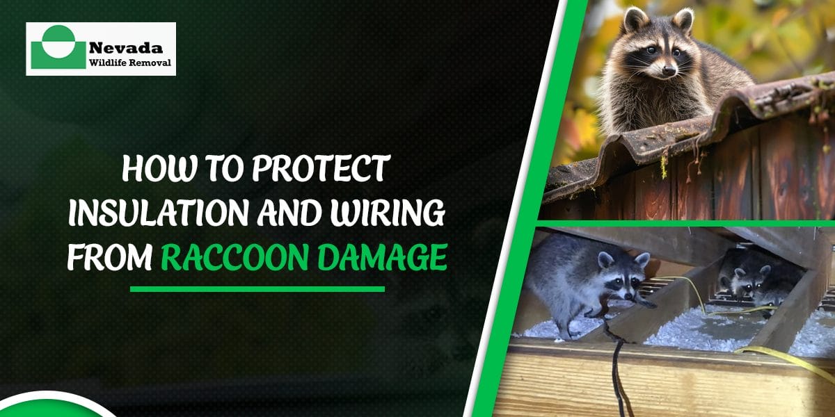 How to Protect Insulation and Wiring From Raccoon Damage