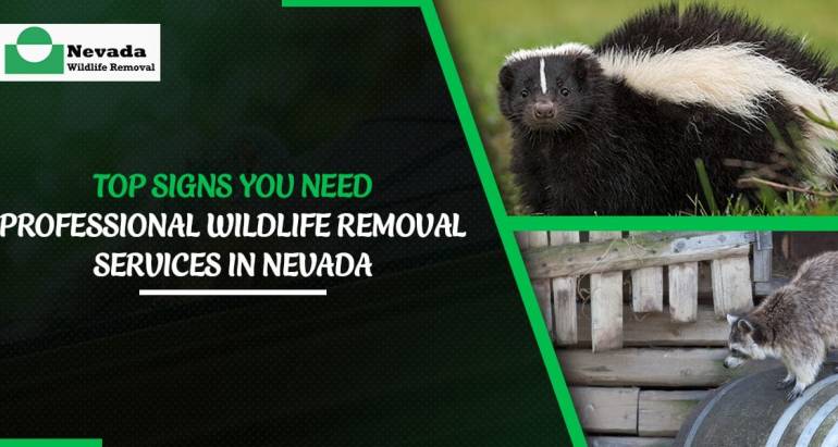 Top Signs You Need Professional Wildlife Removal Services in Nevada