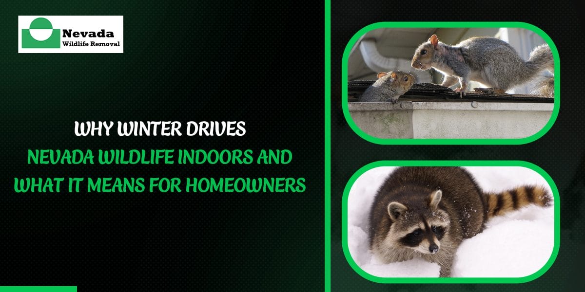 Why Winter Drives Nevada Wildlife Indoors — And What It Means for Homeowners