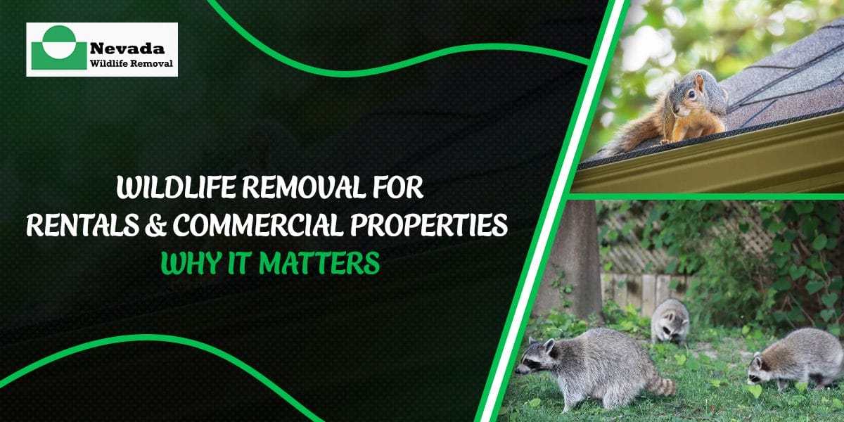 Wildlife Removal for Rentals & Commercial Properties—Why It Matters