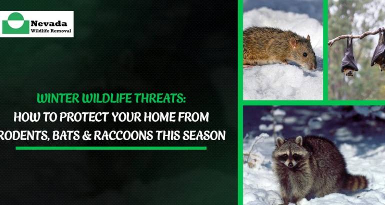 Winter Wildlife Threats: How to Protect Your Home From Rodents, Bats & Raccoons This Season