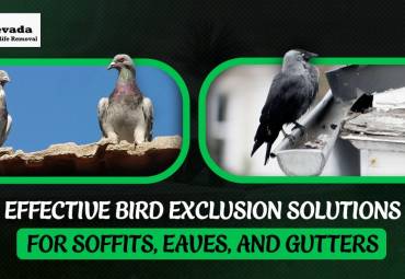 Effective Bird Exclusion Solutions for Soffits, Eaves, and Gutters