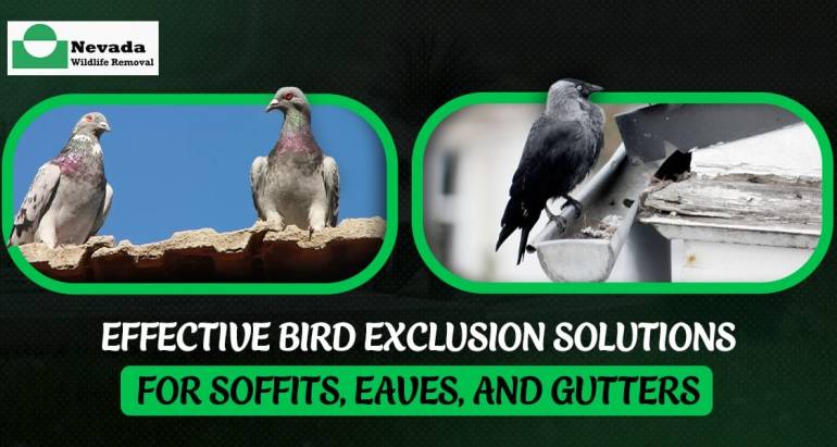 Effective Bird Exclusion Solutions for Soffits, Eaves, and Gutters