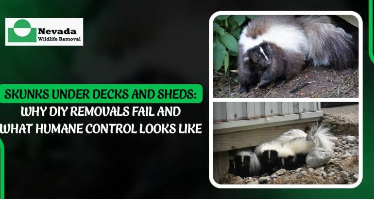 Skunks Under Decks and Sheds: Why DIY Removals Fail and What Humane Control Looks Like