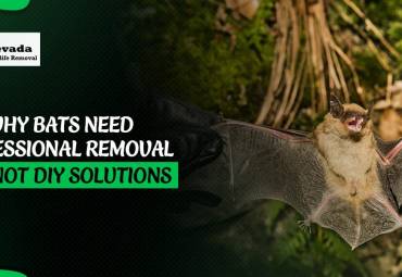 Why Bats Need Professional Removal and Not DIY Solutions