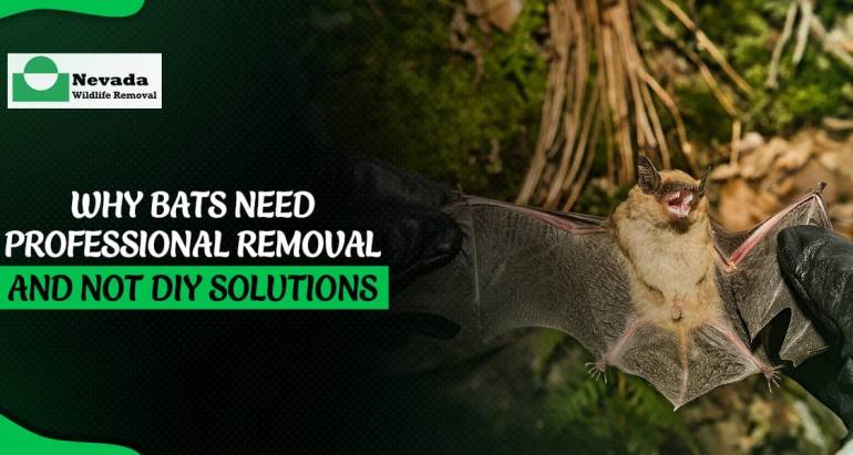 Why Bats Need Professional Removal and Not DIY Solutions